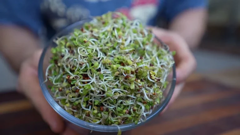 Broccoli Sprouts: A Nutrient-Packed Superfood You Should Be Eating